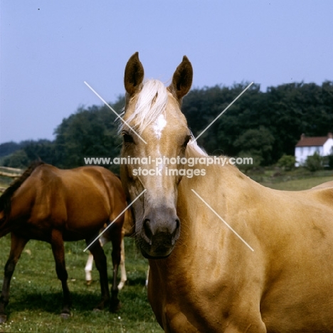 palomino mare head study