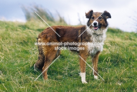 Welsh Sheepdog