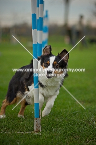 australian shepherd running through weave poles