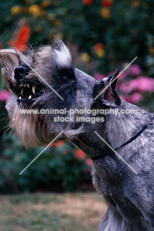 standard schnauzer barking