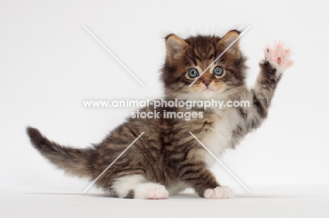 Brown Mackerel Tabby & White Maine Coon kitten, 1 month old, waving