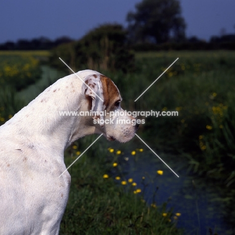  sh ch pipeaway haysi fantazee,  pointer looking down