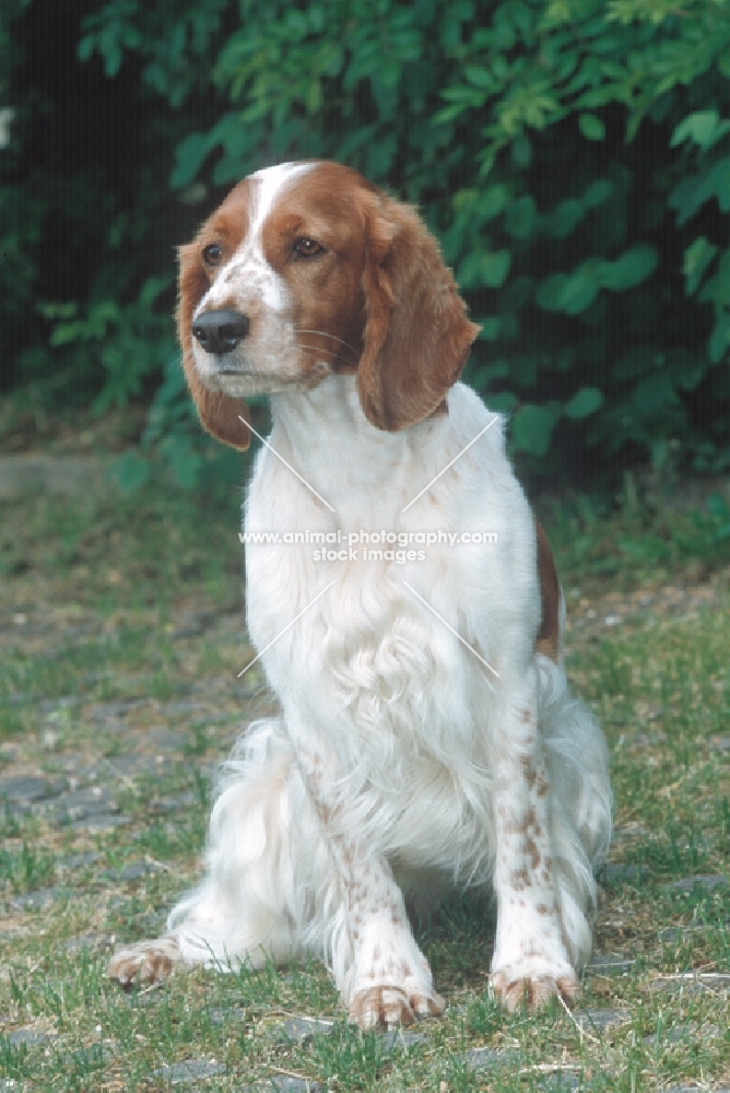 Welsh Springer Spaniel, sitting down