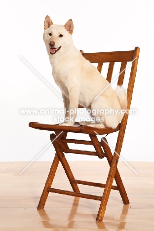 Shiba Inu on chair