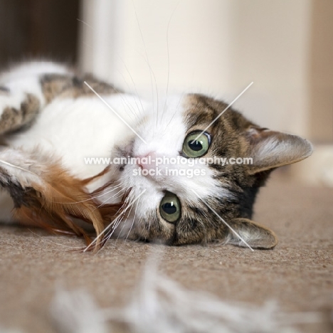 tabby and white young cat playing with feather toy