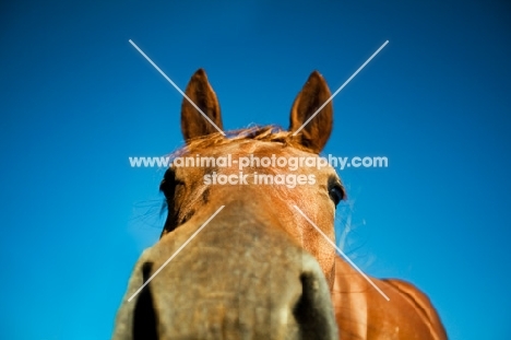 canadian sport horse from below against blue sky