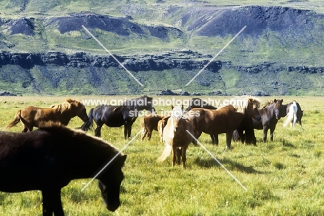 iceland horses at olafsvellir, iceland