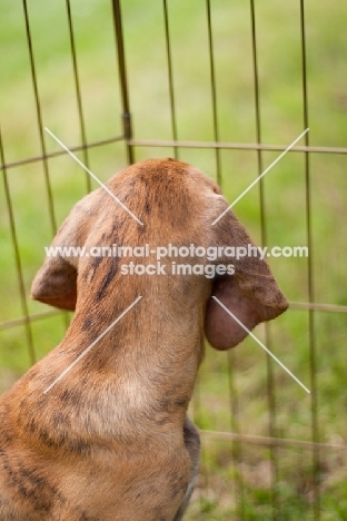 Plott Hound puppy looking out of pen