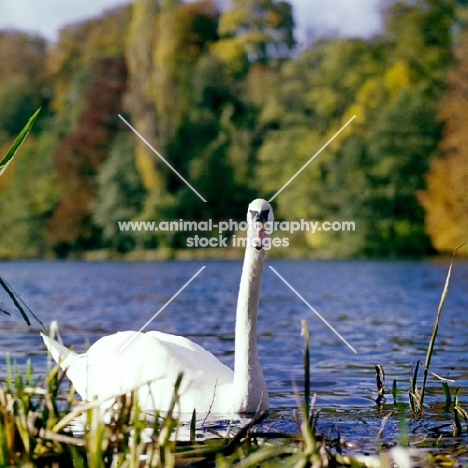 swan on river thames