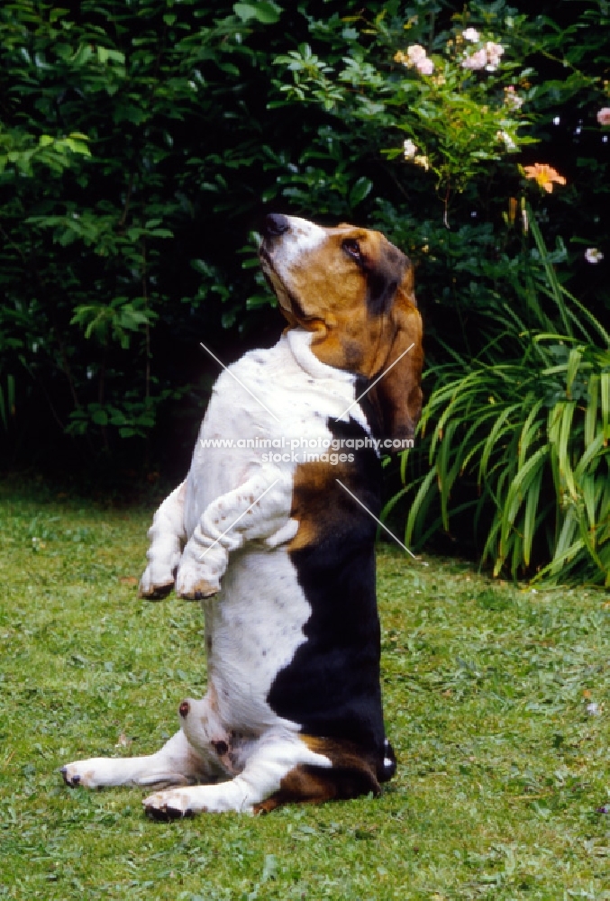 champion basset hound sitting up begging