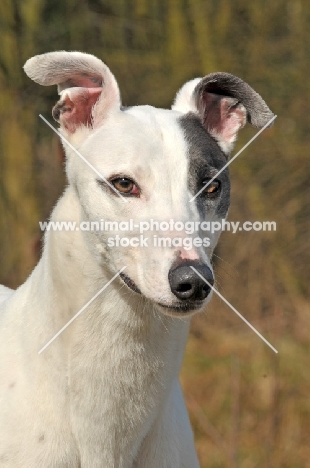 Greyhound portrait