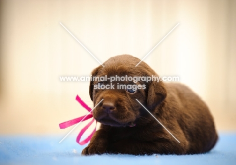 cute Labrador Retriever puppy