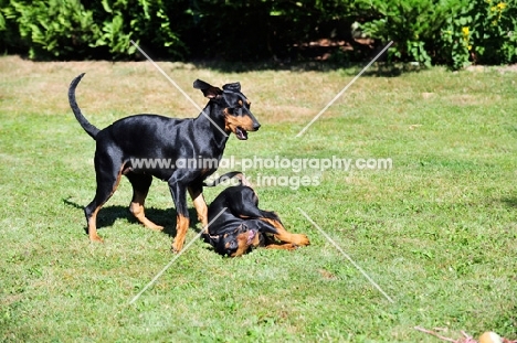 Deutsche Pinscher bitch playing with puppy