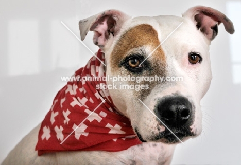 white Staffordshire Bull Terrier with brown patch around his right eye, with swiss scarf around his neck