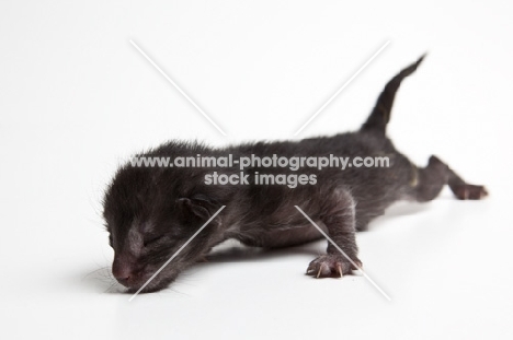 Peterbald kitten 1 day old, eyes closed