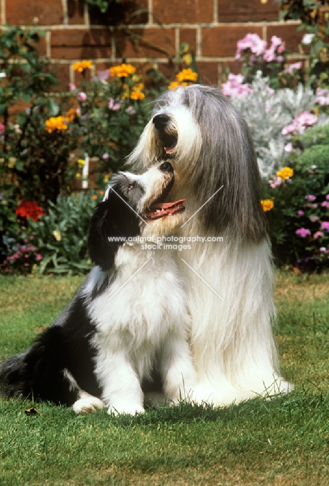 bearded collies, puppy looking up at champion potterdale classic of moonhill (cassie) best in show crufts, puppy is moonhill classy devil