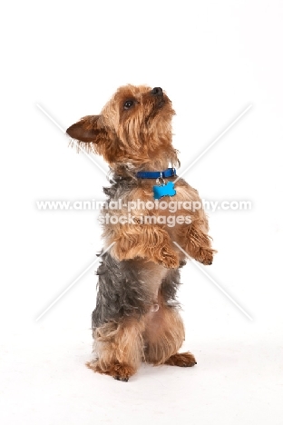 Yorkie on hind legs