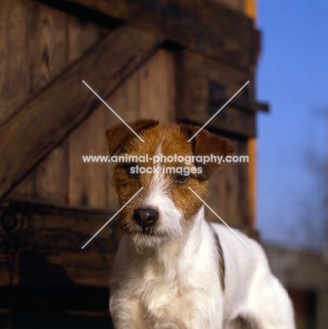 parson russell terrier looking into the camera