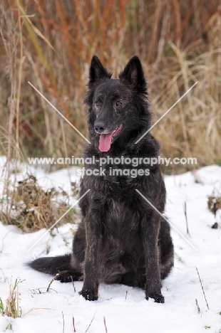 Dutch Longhaired Shpeherd Dog in snow