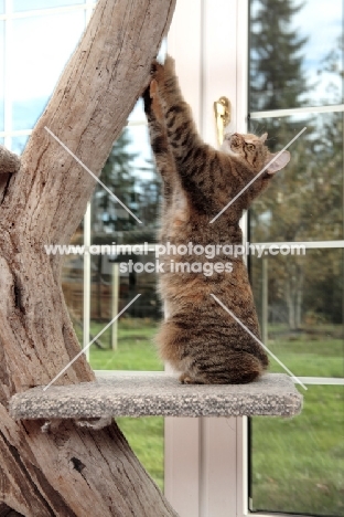 Manx cat scratching in cat tree