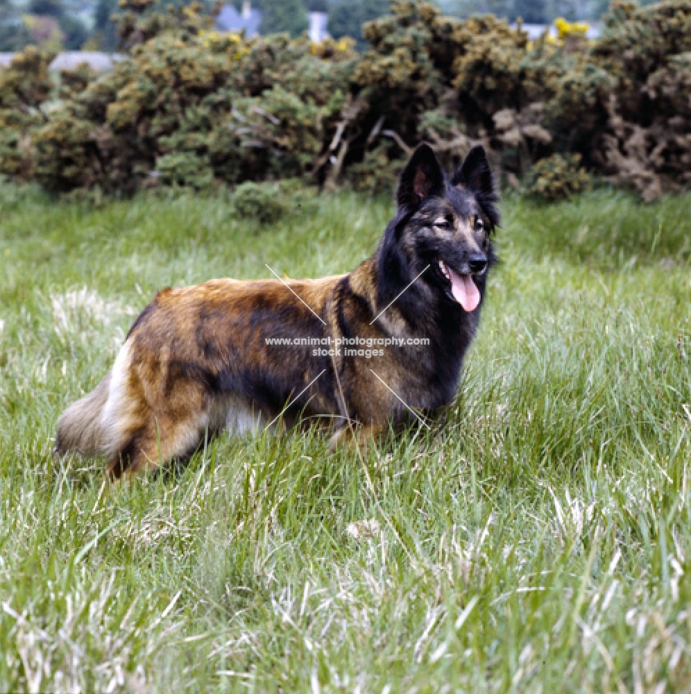 tervueren standing in long grass