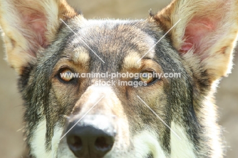 German Shepherd Dog (Alsatian)