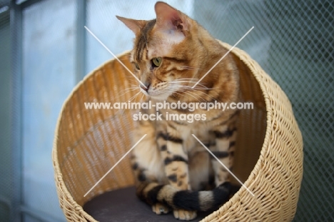 bengal cat champion Svedbergakulle Goliath sitting in a cat basket