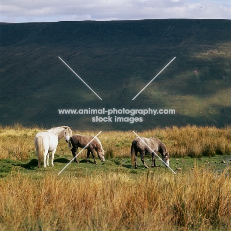 welsh mountain ponies on the brecon beacons