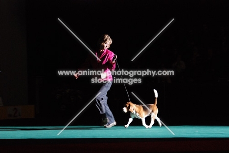 Beagle at show