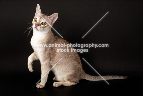 Singapura cat on dark background, one leg up