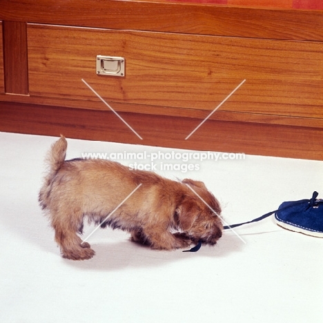 norfolk terrier puppy playing with a shoelace