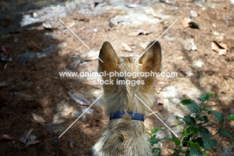 back view of the head of a five months old czechoslovakian wolfdog puppy