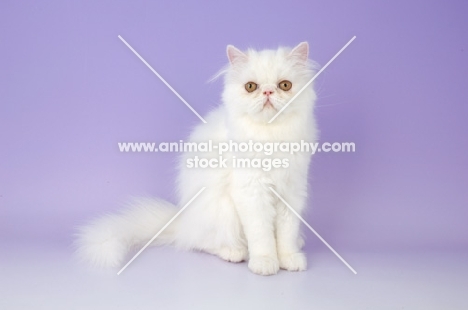 white Persian kitten on light purple background