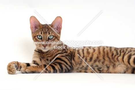 Toyger cat lying on white background, Brown Mackerel Tabby colour