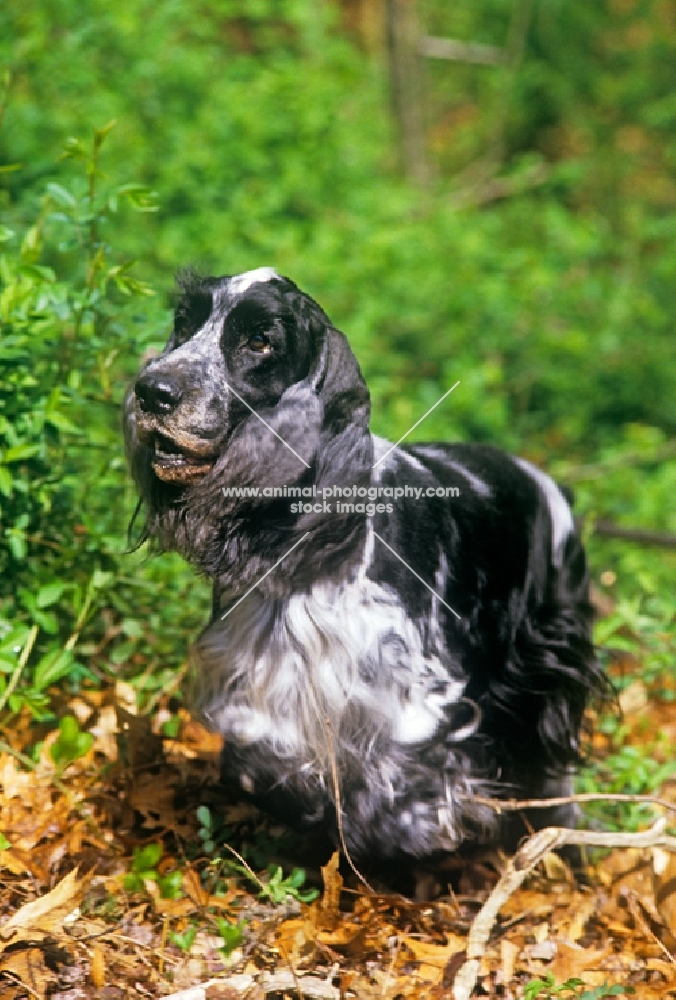 am ch somerset's stage door review, english cocker spaniel in american trim, in forest