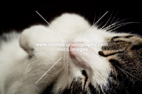 cat napping on his back