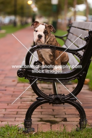 Bulldog pup on park bench