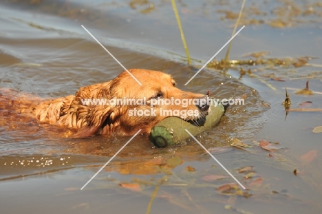Golden Retriever retrieving dummy from water