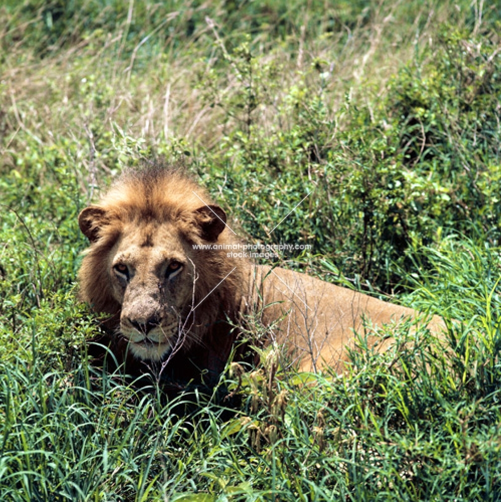 lion in lake manyara national park