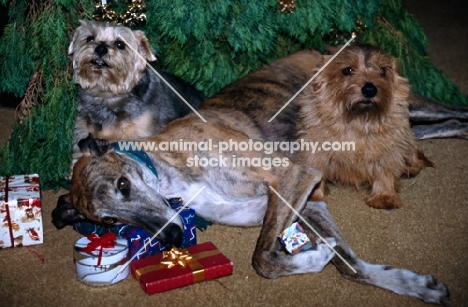 greyhound, ex racer roscrea emma, and two norfolk terriers under christmas tree