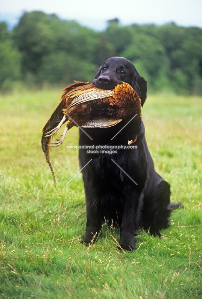 ch bordercot guy, flat coated retriever carrying pheasant