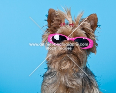 yorkie wearing sunglasses