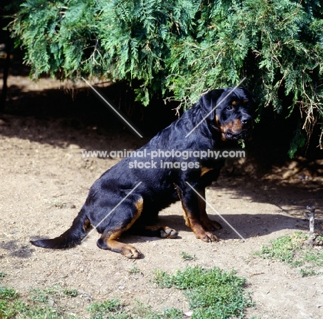 undocked rottweiler sitting 