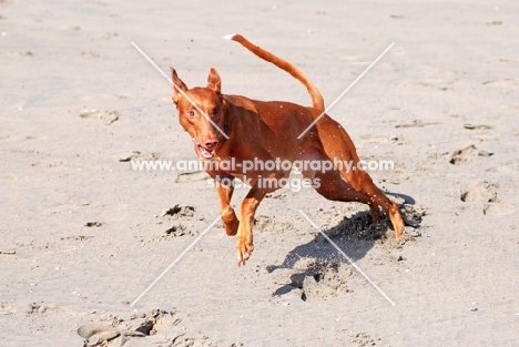 Pharaoh Hound running