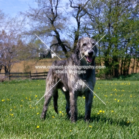 irish wolfhound in usa