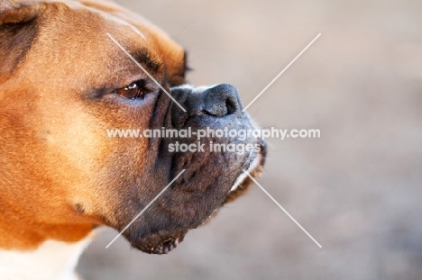 Boxer profile, close up
