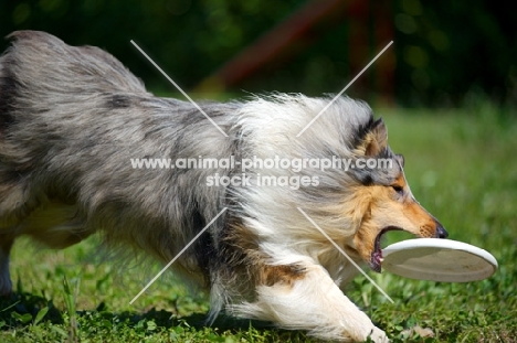 blue merle rough collie catching frisbee