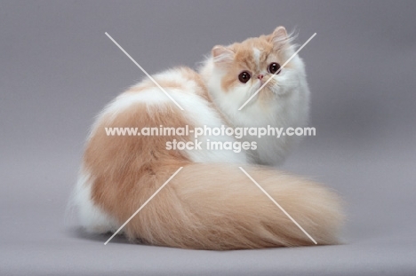 cute cream and white Persian cat back view