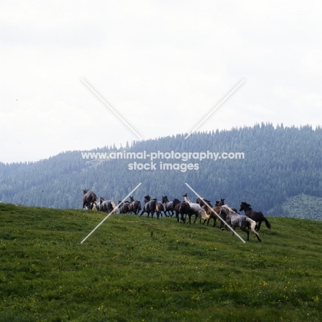 lipizzaner colts cantering over the hill at stubalm piber