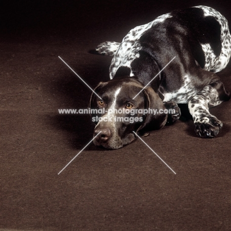 german shorthaired pointer in studio